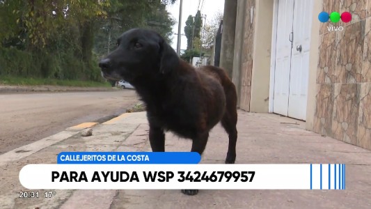 Los Callejeritos de la Costa necesitan asistencia y protección