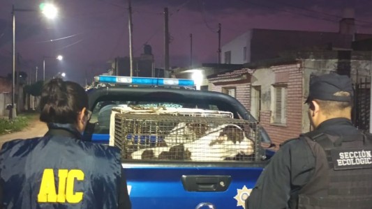 Detuvieron al dueño de los perros pitbull que atacaron a una beba y su abuela