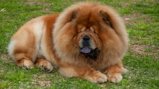 Córdoba: un perro Chow Chow atacó a una mujer y tuvieron que darle 40 puntos de sutura