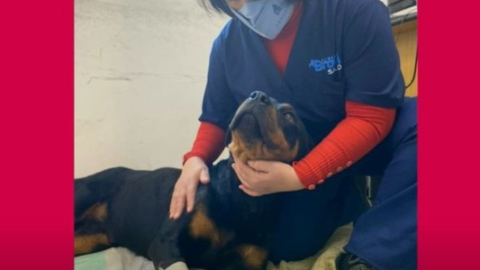 Crueldad animal: baleó a su perra porque le comió el matambre