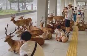 Enternecedor video: ciervos se resguardaron de un temporal