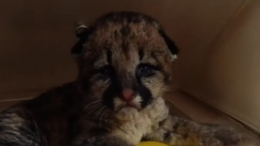 Cuatro pumas bebés fueron trasladados a la Granja La Esmeralda