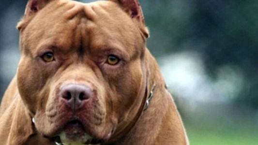 Un perro pitbull atacó a una niña de un año y la dejó en terapia intensiva