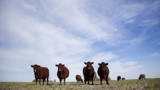 Según especialistas del sector ganadero, incluir el maíz en el dólar agro no afecta al precio de la carne