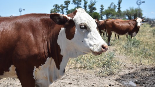 Santa Fe es la primera provincia en certificar carnes y cueros libres de deforestación