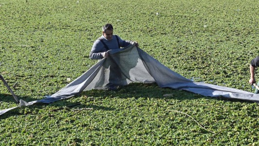 La Municipalidad realiza un operativo de limpieza en el lago del Parque del Sur