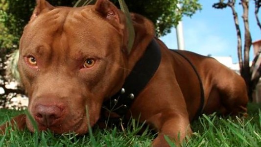 Apuñaló y mató a un pitbull que había mordido a otros perros callejeros