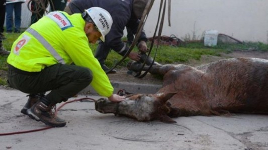 Mar del Plata: Rescatan un caballo que estaba atrapado en una cámara subterránea
