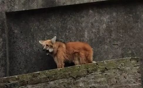 Recreo: Rescatan a un lobo aguará guazú en el techo de una vivienda