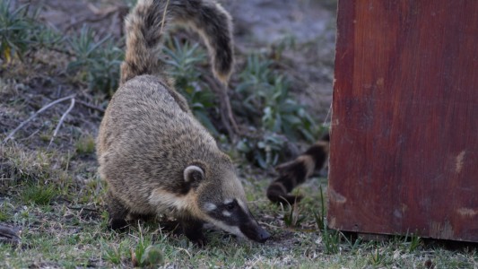 En lo que va del año, la provincia rehabilitó y liberó más de 150 animales silvestres