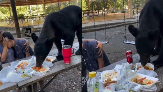 Impactante: el momento en que un oso interrumpe un pícnic familiar