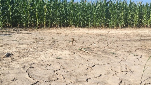 Sequía en Santa Fe: cayeron las exportaciones un 37%