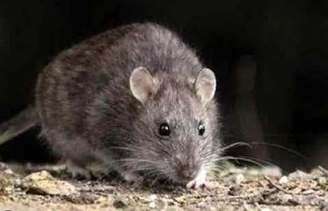 Confirman caso de hantavirus de un hombre en Neuquén