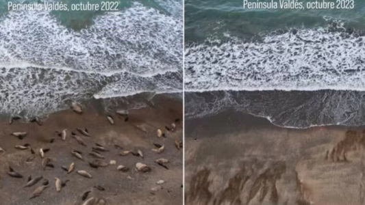 Más de 200 crías de elefantes marinos aparecieron muertas en la costa de Puerto Madryn