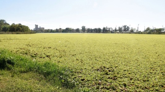 Reclaman la limpieza de vegetación en el lago del Parque Sur