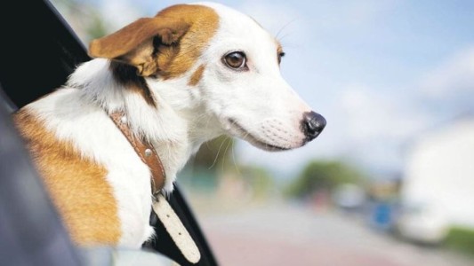 Mascotas: cómo es el nuevo sistema digital para viajar al exterior