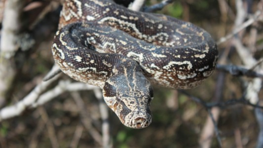 Una enorme serpiente fue descubierta ayer en el Club El Pozo