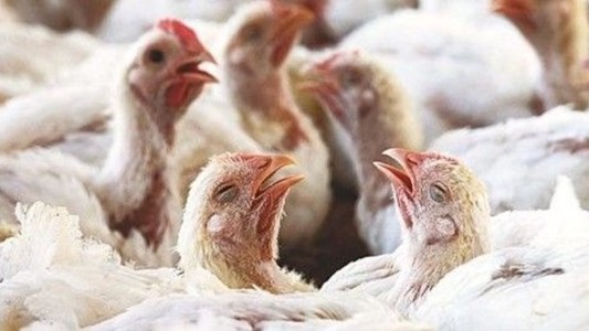 Murieron o fueron sacrificadas 12,5 millones de aves en la región por gripe aviar, según la FAO
