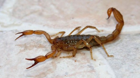 Alacranes: recuerdan medidas de prevención y cómo actuar ante picaduras