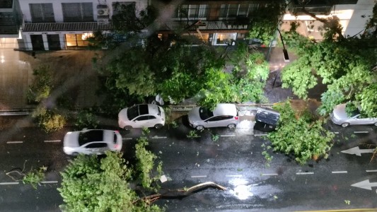 Temporal en Buenos Aires: diluvio, fuertes vientos y árboles caídos