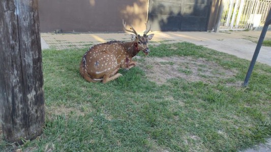 Animales silvestres sueltos por la ciudad: cómo actuar ante su aparición
