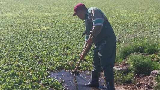 Comenzaron a remover los repollitos para recuperar el Lago del Parque Sur