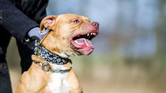 Una nena de 9 años lucha por su vida tras ser atacada por un pitbull en Córdoba