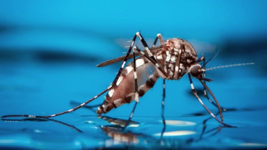 Se confirmaron 428 casos de dengue en la última semana