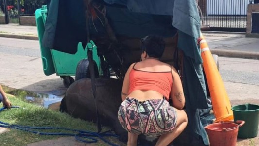 Maltrato animal en Rosario: Un caballo se desplomó en la  calle