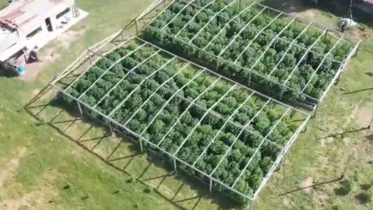 "Cachiporri": vínculo con la barra brava de Colón y una importante plantación de marihuana