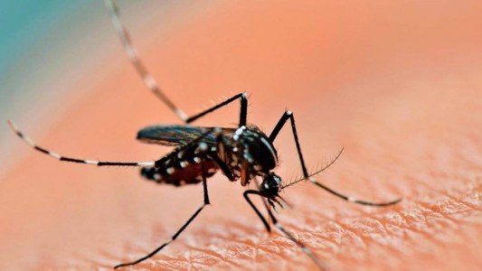 Dengue: 17 municipios bonaerenses en alerta
