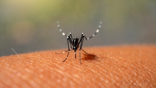 En la provincia, hay más de 25.000 casos confirmados de dengue