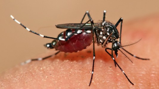 Dengue: 11.792 casos en Santa Fe y Rosario concentra la mayor cantidad