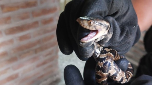 Alto Verde: encontraron una serpiente en una escuela