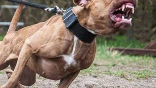 Santo Tomé: una mujer murió tras ser atacada por tres perros pitbull