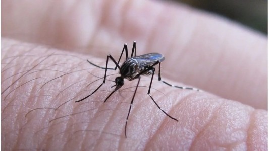 En lo que va de 2024, Santa Fe superó los 30.000 casos confirmados de dengue