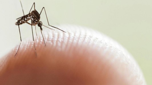 La Provincia podría implementar una vacunación segmentada contra el dengue