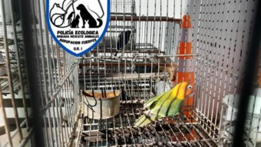 Rescatan a 16 aves en cautiverio en Santa Fe
