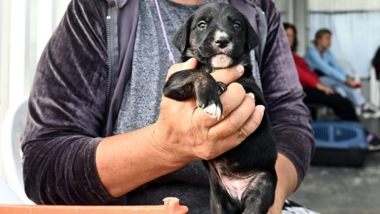 Mes del Animal de Compañía: continúan las atenciones y castraciones en la ciudad