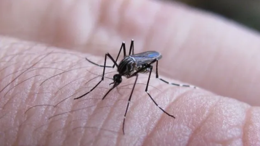 Dengue: se registra un descenso en los casos en la provincia