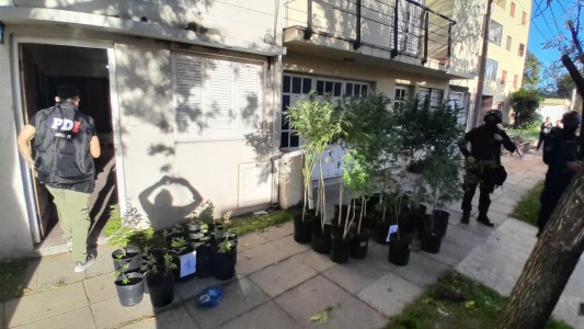 En dos allanamientos secuestraron 45 plantas de cannabis
