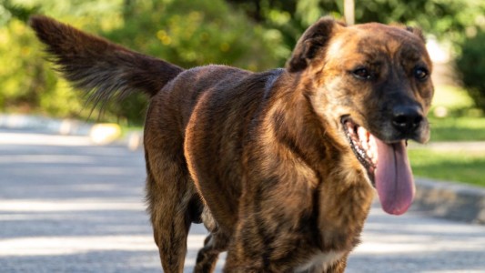 ¿Por qué se celebra el Dia del Animal cada 29 de abril?