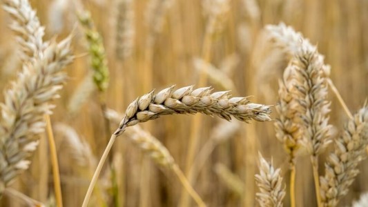 El 5 de mayo se conmemora el Día de la Celiaquía