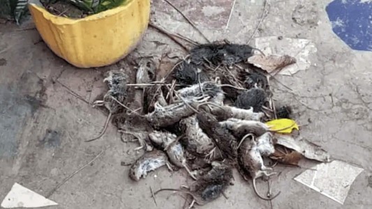 Roedores en Los Amores: intensifican operativos de control y prevención