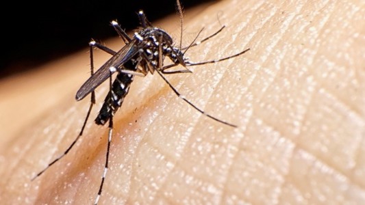 Dengue: en las últimas ocho semanas hubo un importante descenso de casos