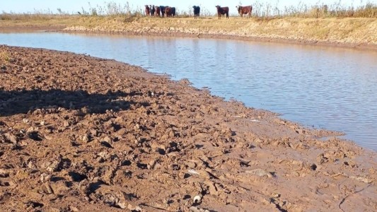 Coronda: faenan vacunos en la isla y venden la carne por redes sociales