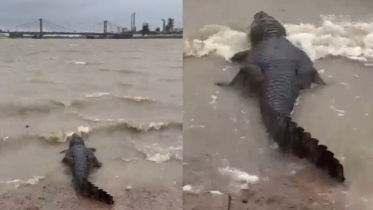 Impactante: apareció un yacaré en la Costanera Este de Santa Fe