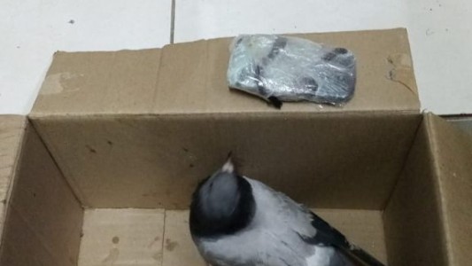 Otra paloma "atrapada" con celular para internos de Coronda