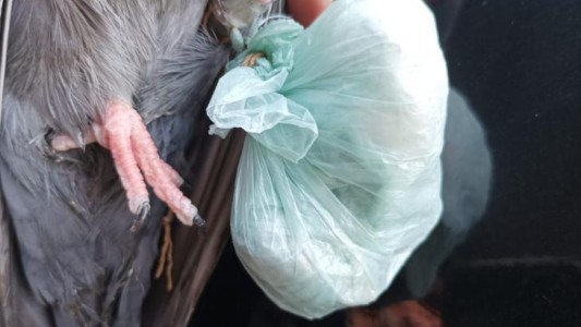 Por novena vez atrapan paloma con droga en Coronda