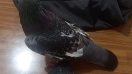 Atraparon una paloma con droga en la cárcel de Coronda